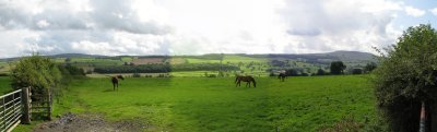 Horses on the Dales