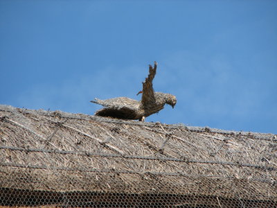 Hemingford Abbots thatched roofs and thatched animals