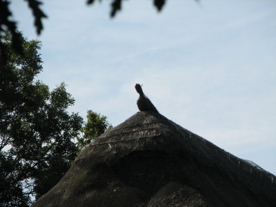 Hemingford Abbots thatched roofs and thatched animals