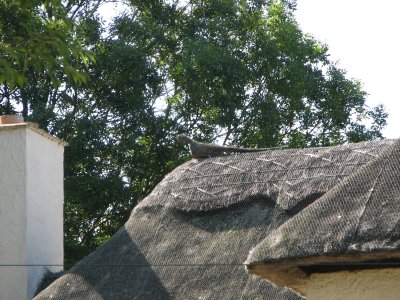 Hemingford Abbots thatched roofs and thatched animals