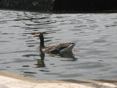 Duck
