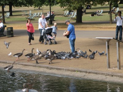 Feeding the birds