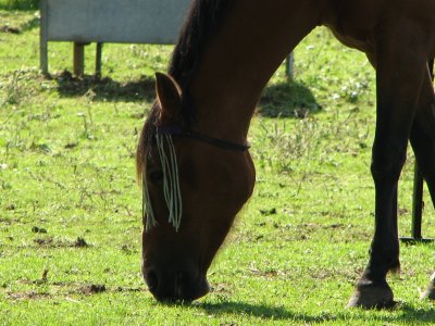 Grazing horse