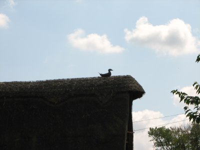 Thatched duck on thatched roof, Abbots Ripton