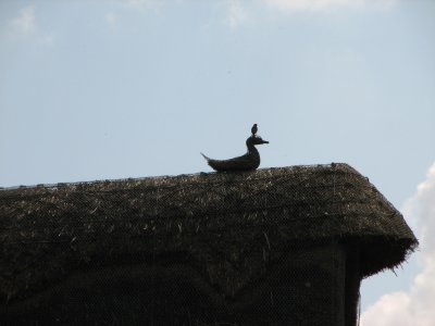 Real bird on thatched bird