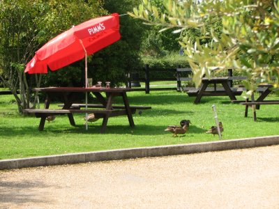 Three Horseshoes duck