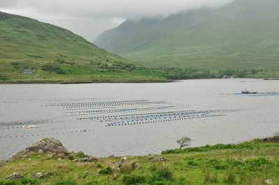 Killary Harbor & fish farms