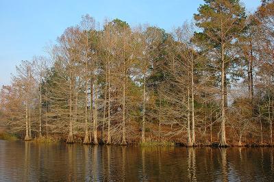 Bayou Chicot