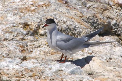 Tern on rocks.