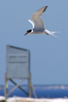 Tern soaring over Seavey Island, with observation blind in background.