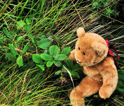 Checking out the wild blackberries.....