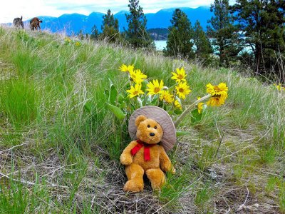 Hiking in Wildflowers near Jan's home