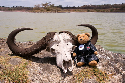 46. Buffalo horns at the Big Momela Lake
