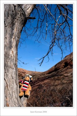 The sporty bear goes to see Red Rocks....