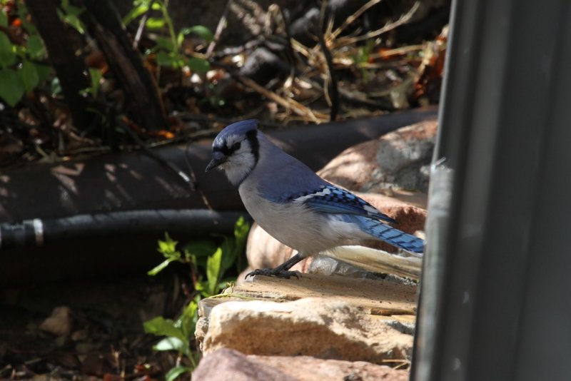 Blue Jay