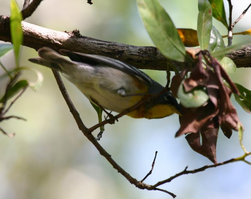 Northern Parula