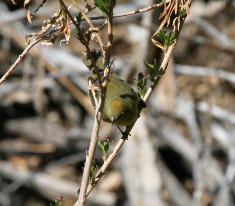 Orange-crowned Warbler