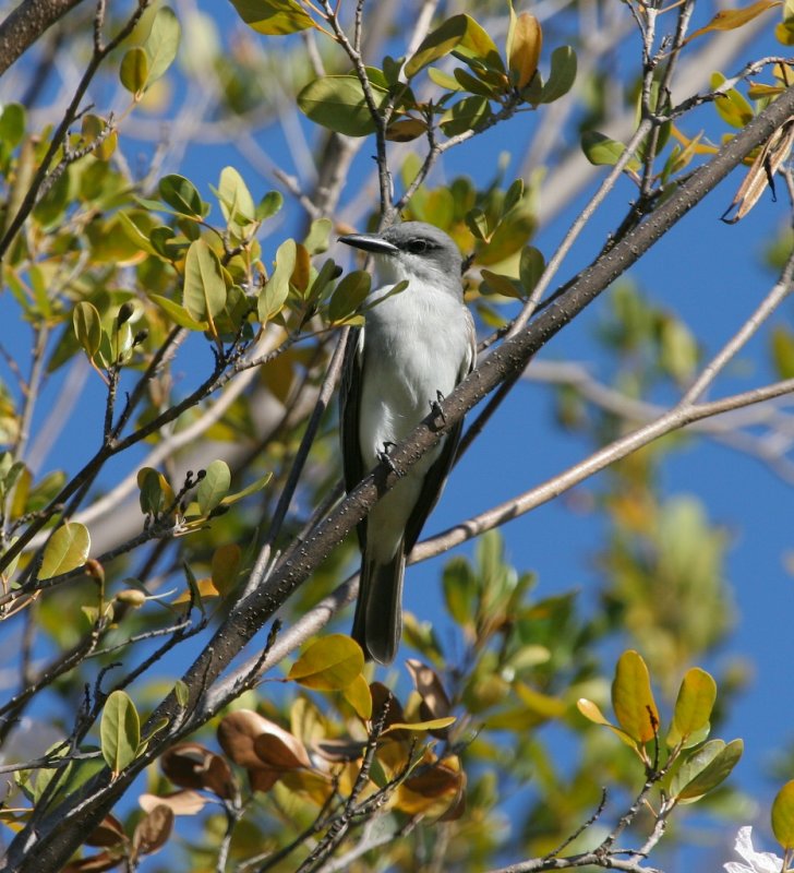 Gray Kingbird