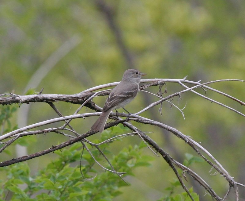 Gray Flycatcher