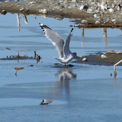 Mew Gull (Second Sighting) #6