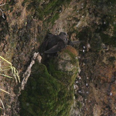 Black Swift pair on nest