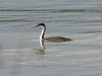 Western Grebe