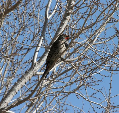Northern Flicker