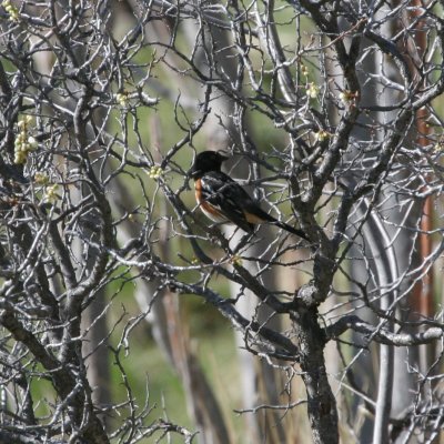 Spotted Towhee