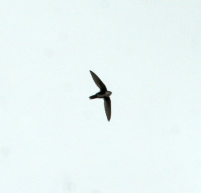 White-throated Swift