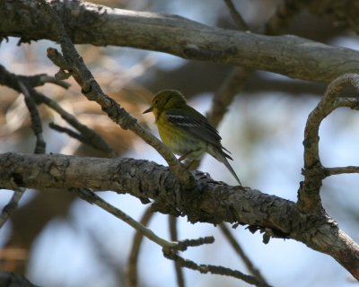 Pine Warbler