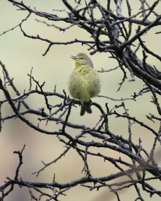 Orange-crowned Warbler