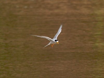 Least Tern