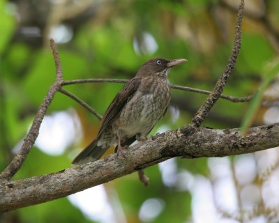 Pearly-eyed Thrasher