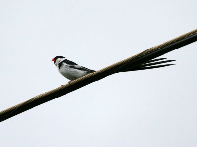 Pin-tailed Whydah