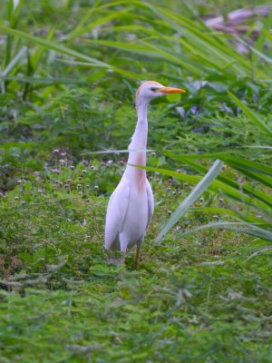 Cattle Egret