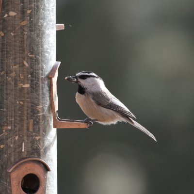 Mountain Chickadee