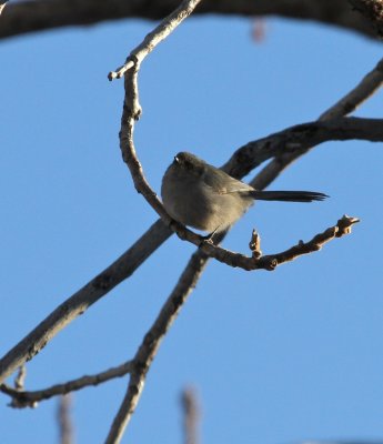 Bushtit