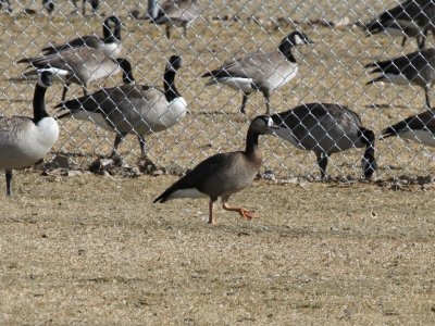 Greater White-fronted x Canada Goose Hybrid