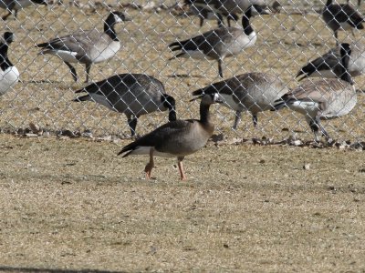 Greater White-fronted x Canada Goose Hybrid