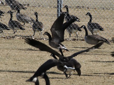 Greater White-fronted x Canada Goose Hybrid