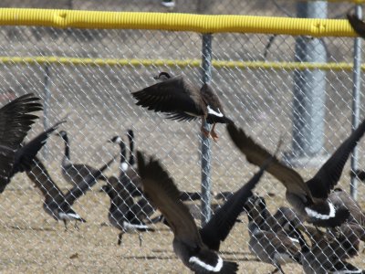 Greater White-fronted x Canada Goose Hybrid