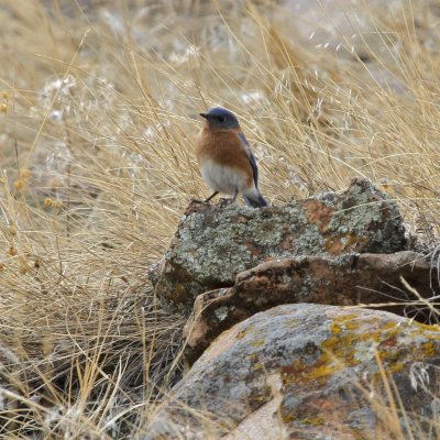 Eastern Bluebird