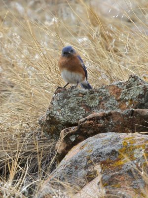 Eastern Bluebird