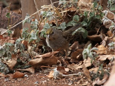 Golden-crowned Sparrow