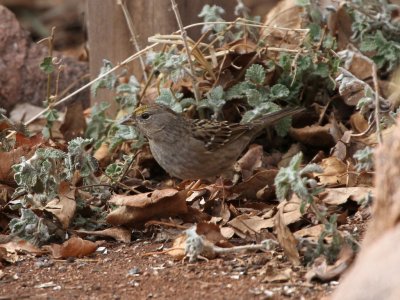 Golden-crowned Sparrow