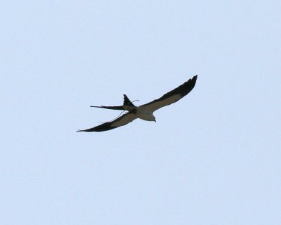 Swallow-tailed Kite