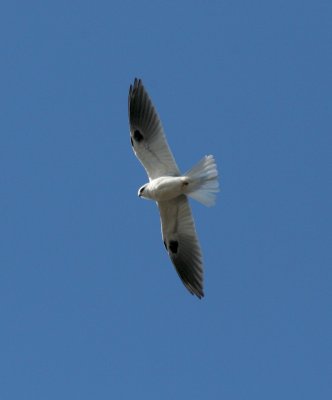 White-tailed Kite