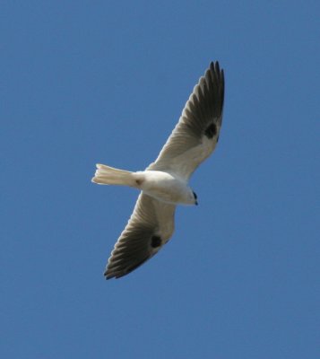 White-tailed Kite