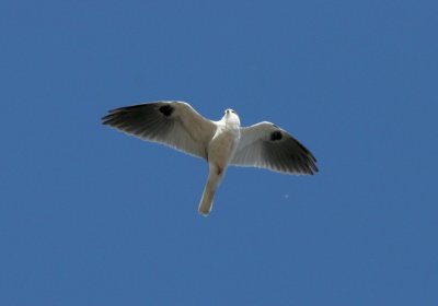 White-tailed Kite