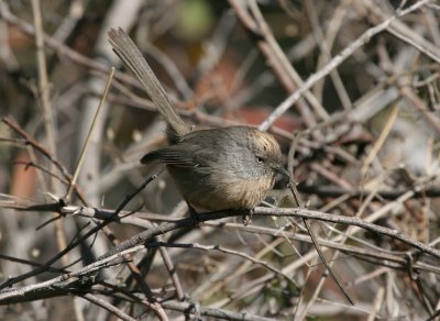 Wrentit